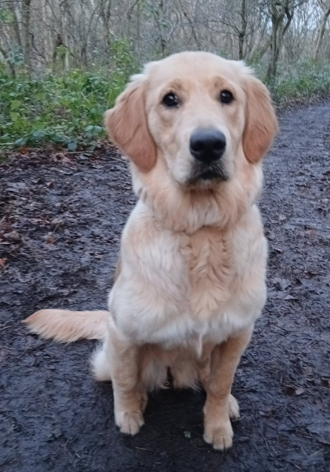 A pale golden retriever cross labrador puppy sits on a woodland path looking into the camera with soulful eyes.