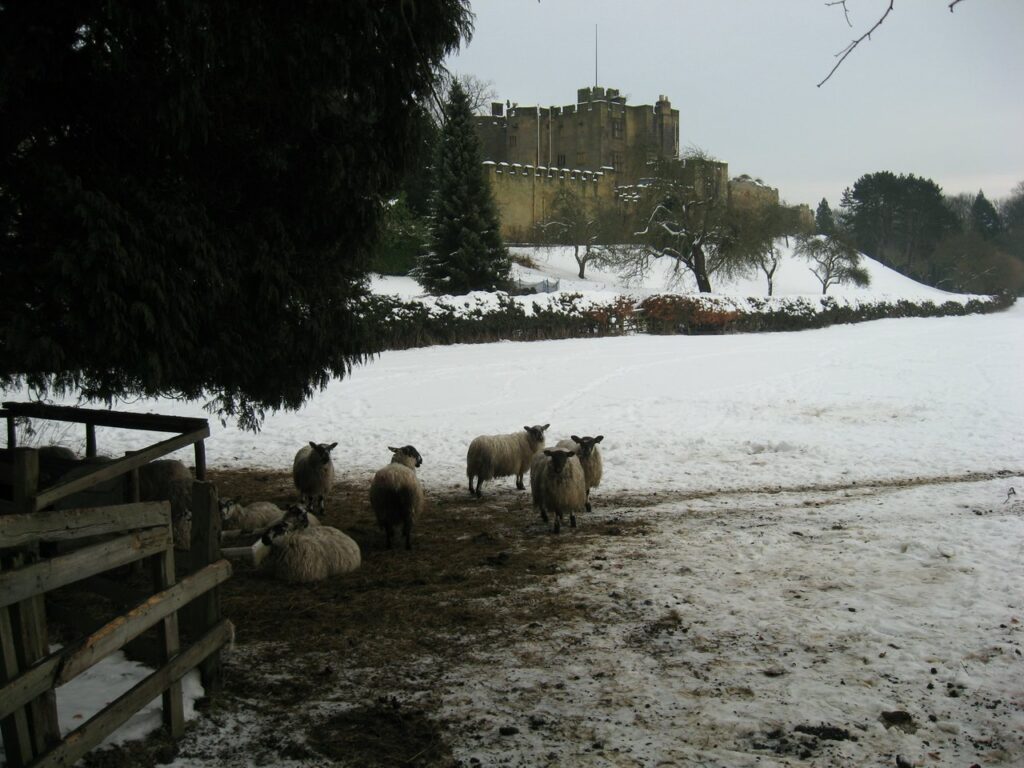 Some shaggy sheep with black faces and legs stand under an evergreen tree. A castle is in the background. The ground is covered in snow.