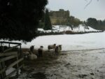 Some shaggy sheep with black faces and legs stand under an evergreen tree. A castle is in the background. The ground is covered in snow.